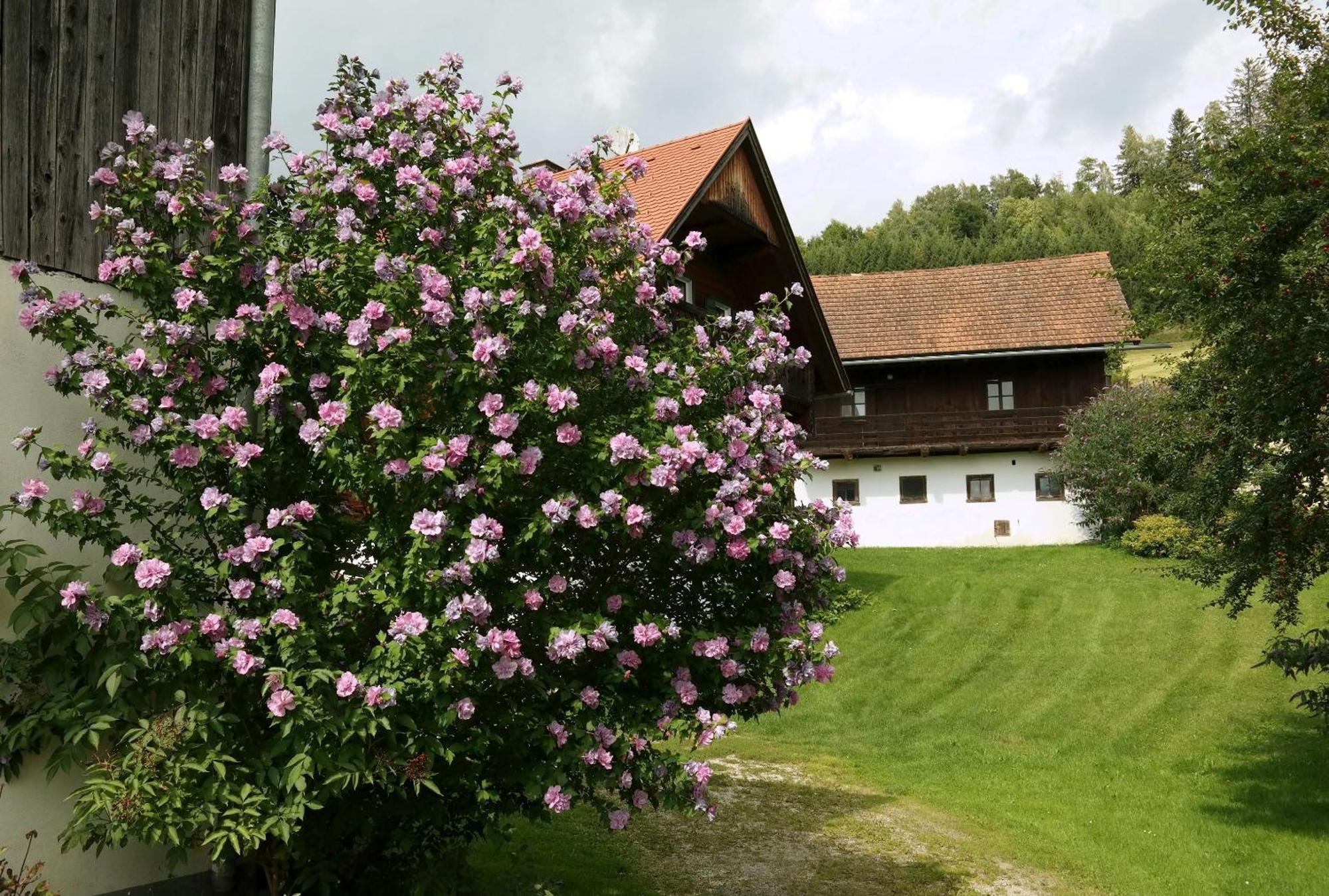 Ferienwohnungen Raczkowski Birkfeld 外观 照片